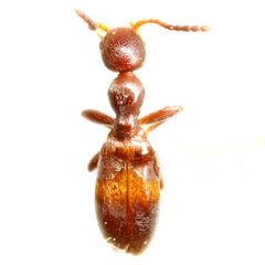 Acanthinus myrmecops