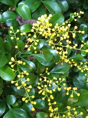 Aglaia odorata microphyllina