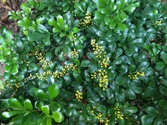 Aglaia odorata microphyllina