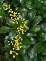 Aglaia odorata microphyllina