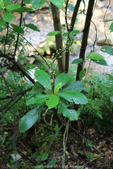 Saurauia tristyla