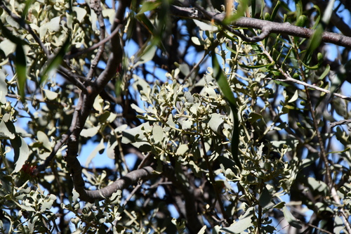 Amyema fitzgeraldii (Amyema fitzgeraldii)