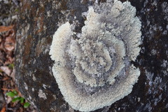 Arctoparmelia