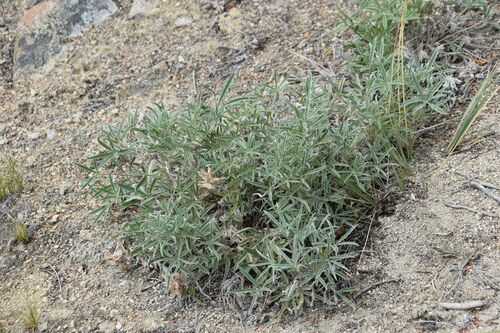 Image of Lupinus kuschei by (c) Syd Cannings, some rights reserved (CC BY)