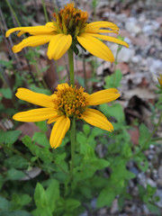 Verbesina cuautlensis