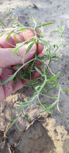 Declinate bugseed (Corispermum declinatum)