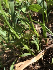 Oxyria digyna