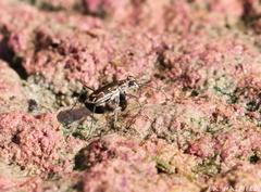Ellipsoptera sperata inquisitor