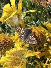 Euphydryas anicia brucei