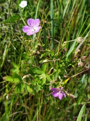 Geranium collinum