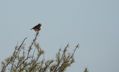 Aphelocephala nigricincta