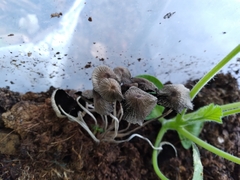 Coprinellus flocculosus