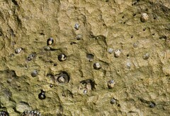 Patelloida nigrosulcata