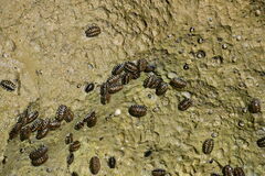 Patelloida nigrosulcata