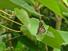 Dodona eugenes esakii