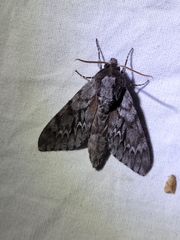 Lapara bombycoides