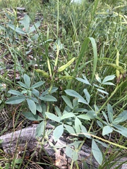 Thermopsis divaricarpa