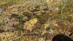 Pinguicula macroceras