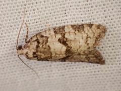 Argyrotaenia provana
