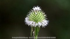 Dipsacus japonicus