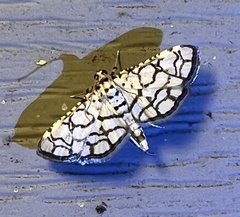Hileithia rehamalis