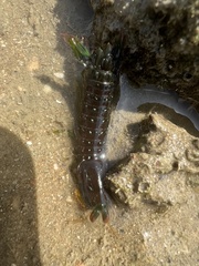 Odontodactylus scyllarus