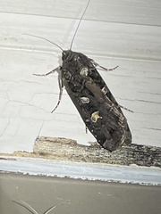 Actebia fennica
