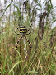 Argiope bruennichi