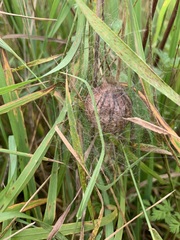 Argiope bruennichi