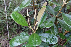 Solmsia calophylla