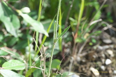Silene involucrata
