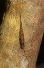 Nesomachilis