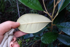 Solmsia calophylla