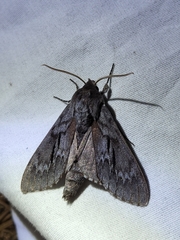 Lapara coniferarum