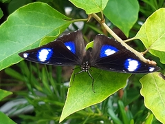 Hypolimnas bolina