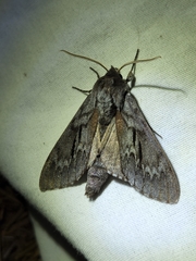 Lapara coniferarum