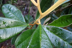 Solmsia calophylla