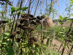 Argiope bruennichi