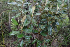Solmsia calophylla
