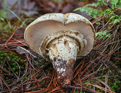 Catathelasma