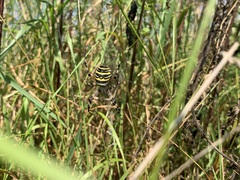 Argiope bruennichi