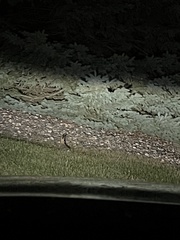 Sylvilagus floridanus