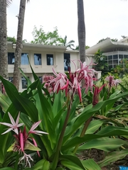 Crinum × amabile