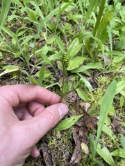 Botrychium pinnatum image