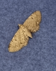 Eupithecia trisignaria