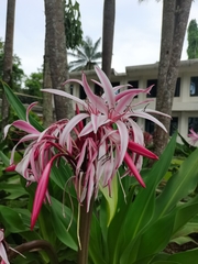 Crinum × amabile