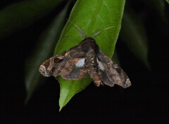 Eutelia pulcherrimus