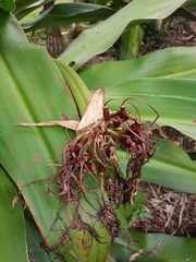 Crinum × amabile