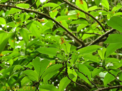 Ehretia longiflora
