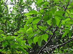 Ehretia longiflora